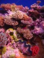 /album/photogallery/corals-and-lots-more-jpg/